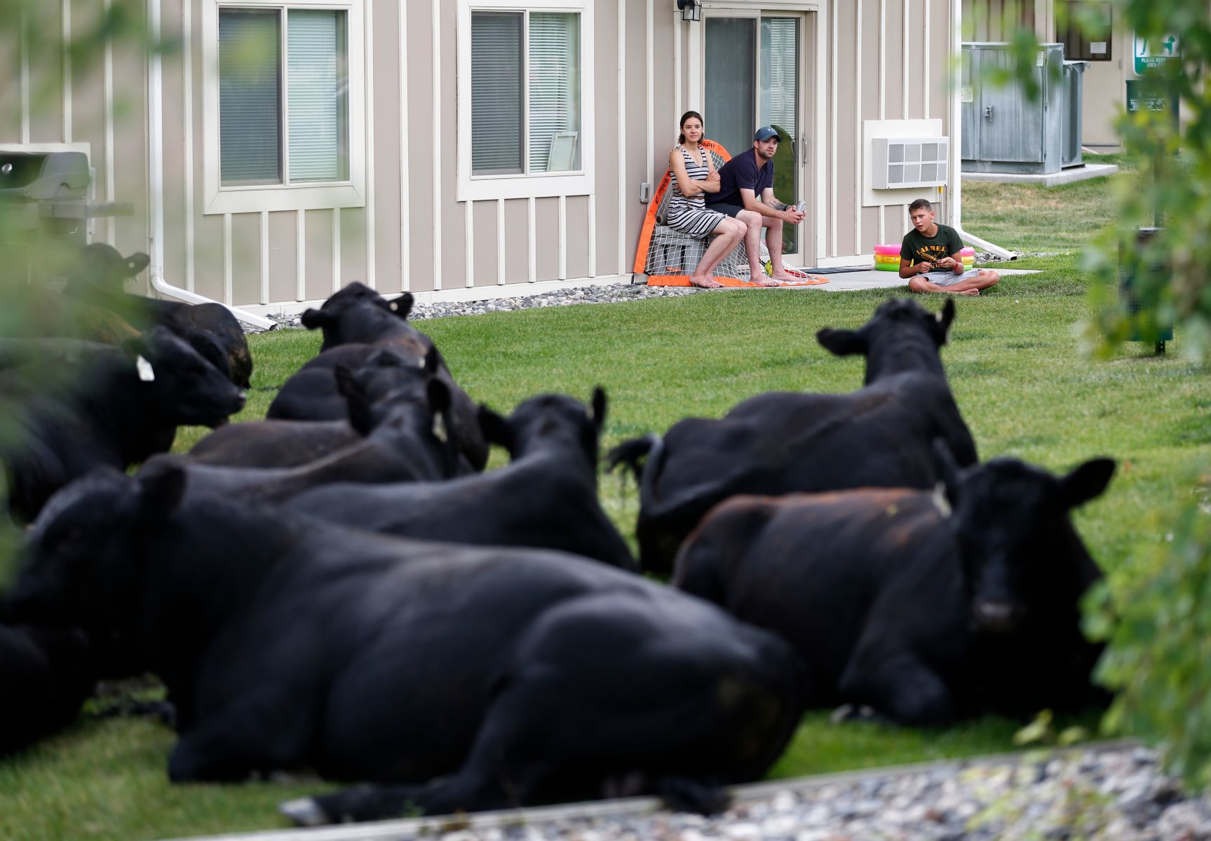 Bulls on the loose